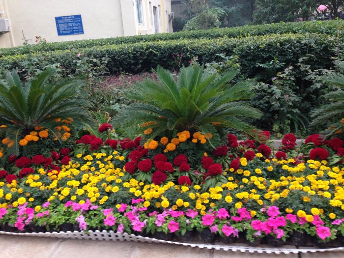 铁通院区节日摆花