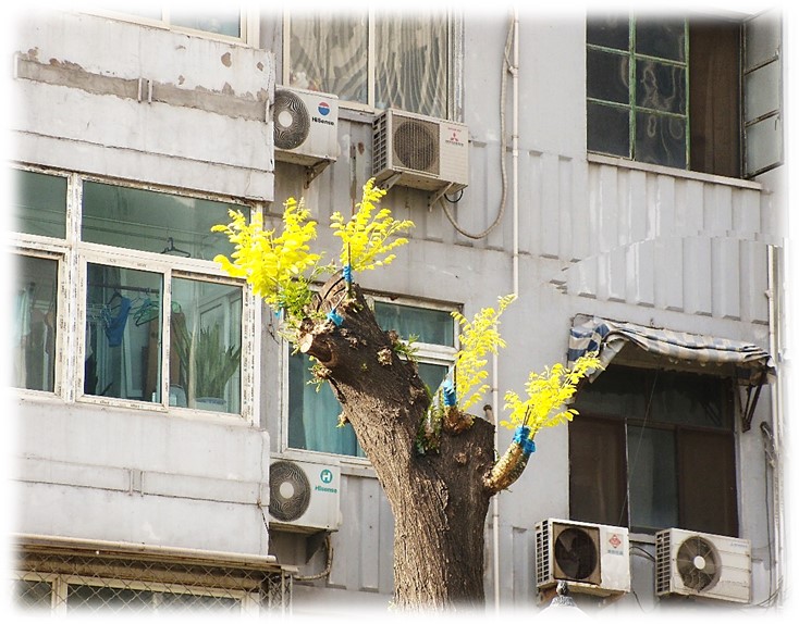 科技部家属小区于2011年槐树嫁接金叶榆