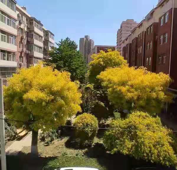 科技部小区嫁接7年后的金叶榆16号楼前