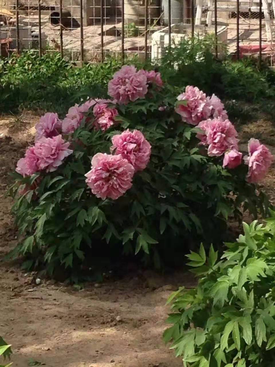 科技部小区怒放的牡丹