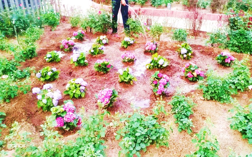 科技部机关楼宇花园