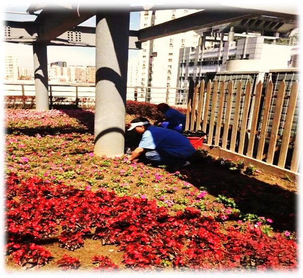 科技部楼宇花园种植