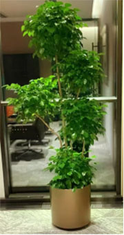 大盆造型幸福树