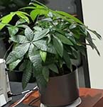 台面多叶发财树