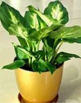 台面花叶万年青